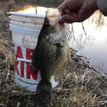 fish dc 13