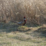 dsc01105_33432234396_o