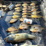 Land-for-Sale-LandCo-Farmland-for-Sale-2022-05-18-at-8.09.58-AM-2