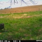 spypoint_459605608748215-1