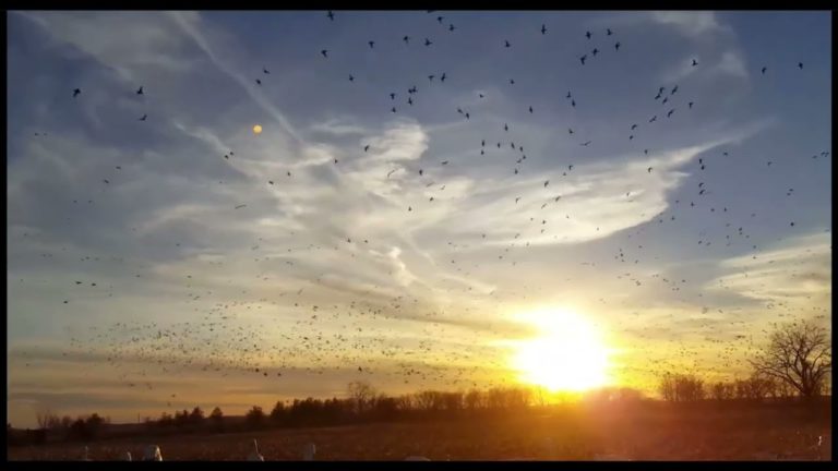 118 Acres for Sale | Fulton County, IL