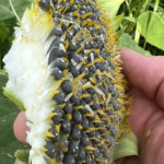 Sunflower head cut too early