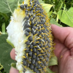 Land for Sale LandCo Farmland for Sale 2022-09-21 at 8.06.36 AM