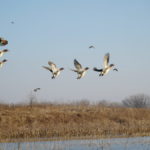 dsc01045_33089738300_o