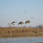 dsc01044_32659074733_o