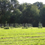 ellis-point-pictures_8365447372_o