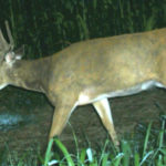 nc-deer-6_6909366637_o