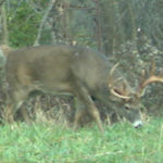 nc-deer-5_6909366575_o