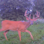 nc-big-deer-28_6909474533_o