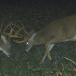 nc-big-deer-21_6909473997_o