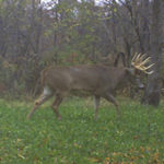 nc-big-deer-23_6909474161_o