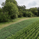 Land-for-Sale-LandCo-Farmland-for-Sale-2024-07-29-at-11.12.00-AM