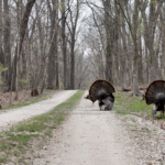 Land-for-Sale-LandCo-Farmland-for-Sale-2024-07-11-at-10.22.51-AM