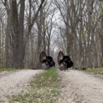 Land-for-Sale-LandCo-Farmland-for-Sale-2024-07-11-at-10.22.40-AM