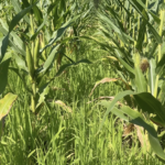 AgFly Millet in Corn