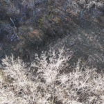 Land for Sale LandCo Farmland for Sale 2025-01-04 at 10.51.30 AM