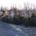 Land for Sale LandCo Farmland for Sale 2025-01-04 at 10.57.52 AM