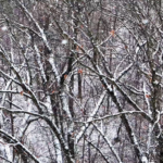 Land for Sale LandCo Farmland for Sale 2025-01-03 at 12.58.49 PM