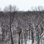 Land for Sale LandCo Farmland for Sale 2025-01-03 at 1.02.21 PM