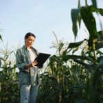 Agronomist farmer woman in corn field. female farm worker analyzing crop development