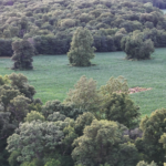 Land for Sale LandCo Farmland for Sale 2026-04-07 at 10.10.26 AM